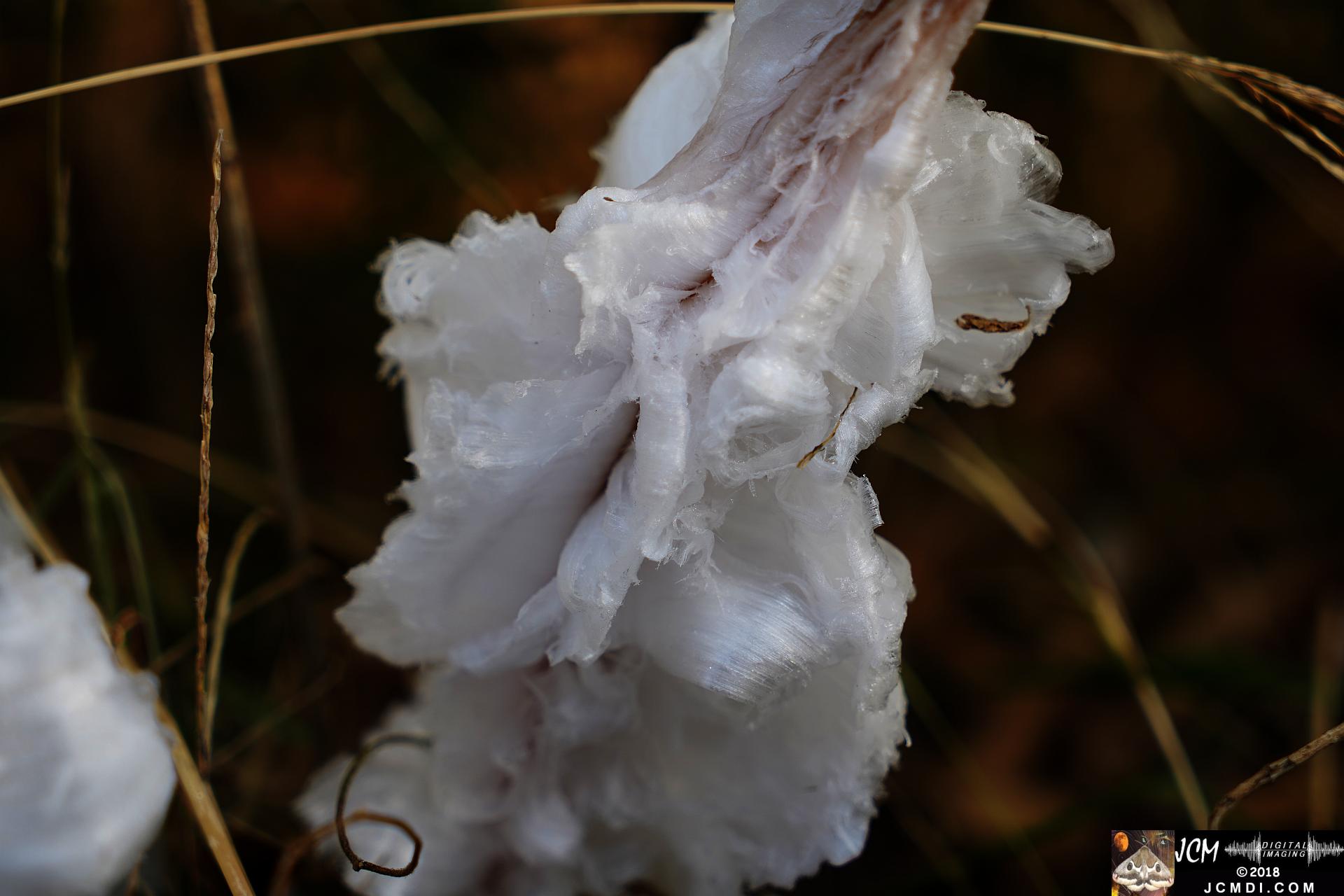 Ice Flowers at Old Hickory Lake, TN